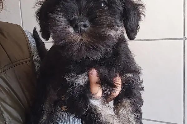 Countryranch Bodrum Kedi-Köpek Oteli ve Köpek Eğitim Merkezi - Resim 10