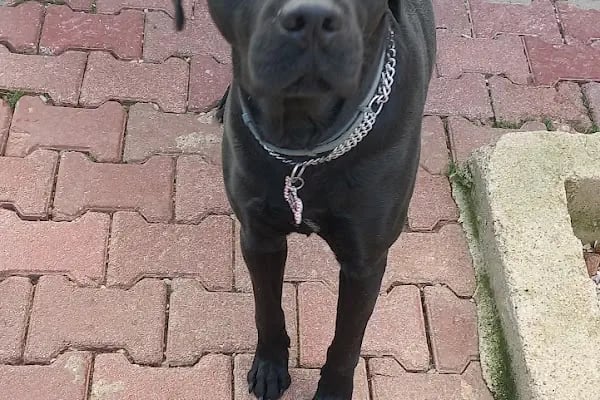 Countryranch Bodrum Kedi-Köpek Oteli ve Köpek Eğitim Merkezi - Resim 20