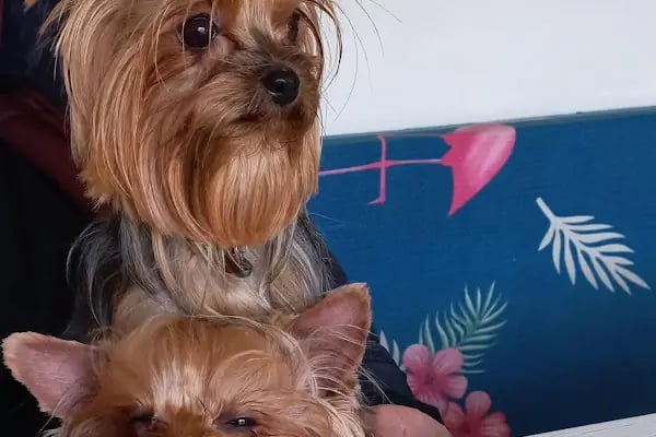 Countryranch Bodrum Kedi-Köpek Oteli ve Köpek Eğitim Merkezi - Resim 5