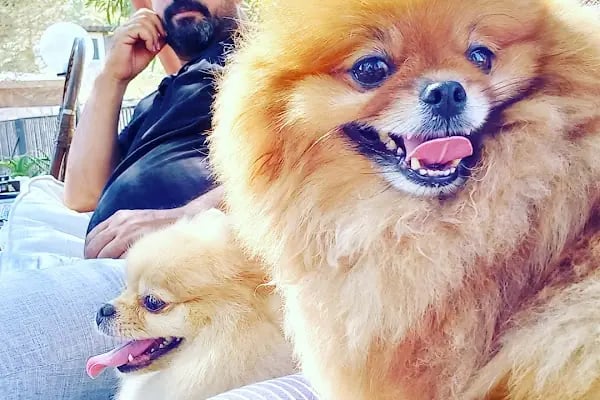 Countryranch Bodrum Kedi-Köpek Oteli ve Köpek Eğitim Merkezi - Resim 17