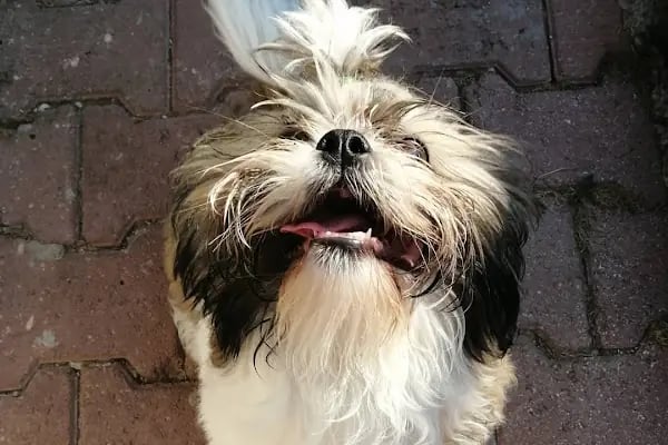 Countryranch Bodrum Kedi-Köpek Oteli ve Köpek Eğitim Merkezi - Resim 18