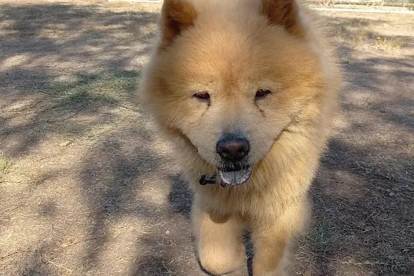 Countryranch Bodrum Kedi-Köpek Oteli ve Köpek Eğitim Merkezi - Resim 13
