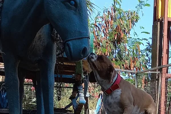 Countryranch Bodrum Kedi-Köpek Oteli ve Köpek Eğitim Merkezi - Resim 14