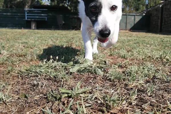 Countryranch Bodrum Kedi-Köpek Oteli ve Köpek Eğitim Merkezi - Resim 3