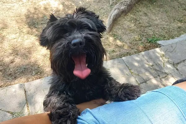 Countryranch Bodrum Kedi-Köpek Oteli ve Köpek Eğitim Merkezi - Resim 8