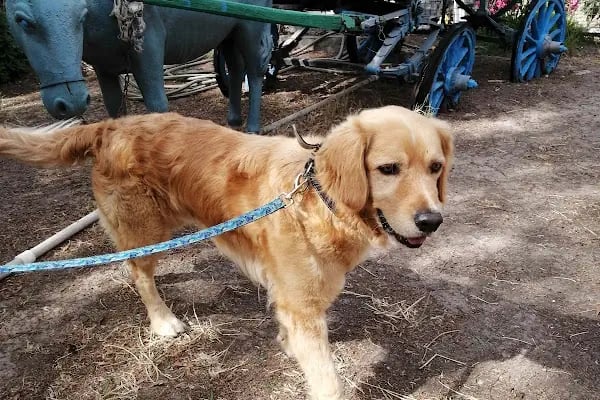 Countryranch Bodrum Kedi-Köpek Oteli ve Köpek Eğitim Merkezi - Resim 15