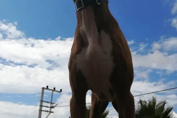 Countryranch Bodrum Kedi-Köpek Oteli ve Köpek Eğitim Merkezi - Resim 7