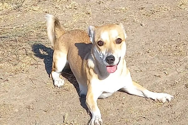 Countryranch Bodrum Kedi-Köpek Oteli ve Köpek Eğitim Merkezi - Resim 12