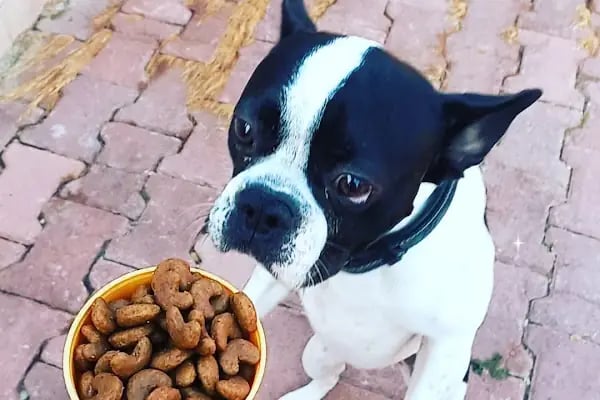 Countryranch Bodrum Kedi-Köpek Oteli ve Köpek Eğitim Merkezi - Resim 9