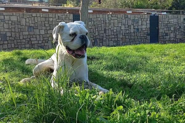 Countryranch Bodrum Kedi-Köpek Oteli ve Köpek Eğitim Merkezi - Resim 4