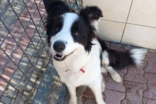 Countryranch Bodrum Kedi-Köpek Oteli ve Köpek Eğitim Merkezi - Resim 16
