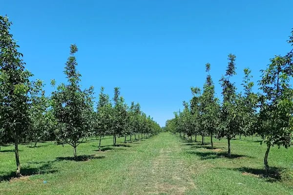 Alatarla Delta - Resim 19