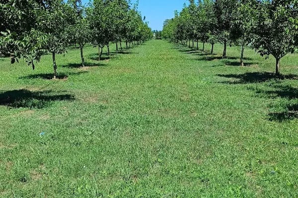 Alatarla Delta - Resim 20