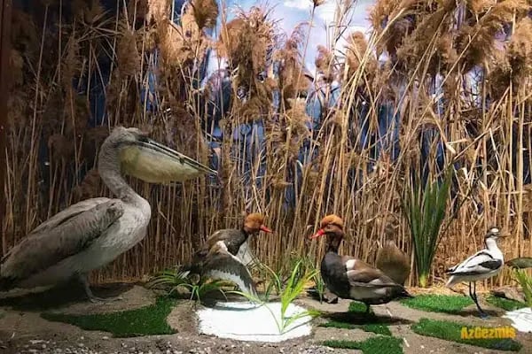 Eskikaraağaç Köyü Yaban Hayatı ve Kuş Müzesi - Resim 3