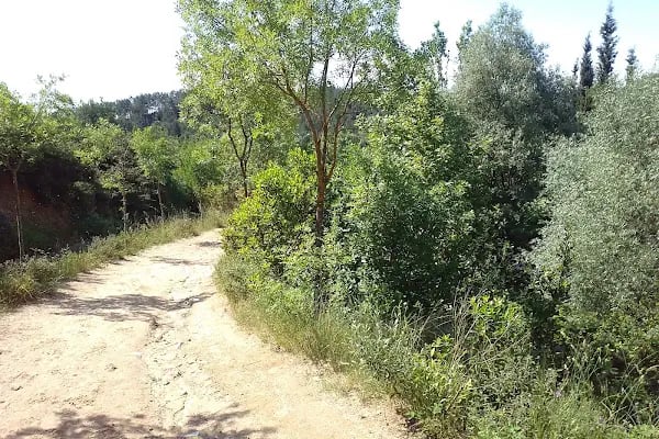 Çınarlı Kafe&amp;At Çiftliği - Resim 19