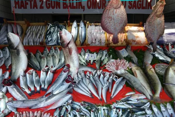 Yaşar Balıkçılık - Resim 16