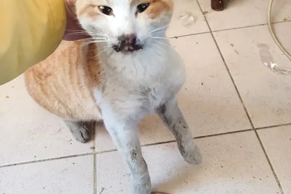 Sarnıç Veteriner Kliniği - Resim 4