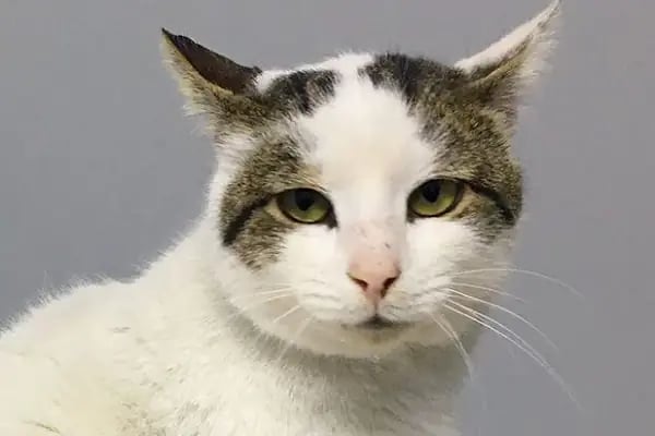 Çiğli VetS Veteriner Kliniği - Resim 14