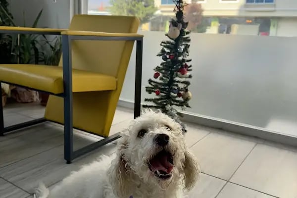 Çiğli VetS Veteriner Kliniği - Resim 8