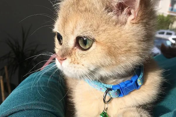 Çiğli VetS Veteriner Kliniği - Resim 19