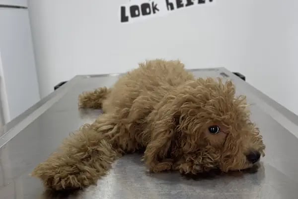 Çiğli VetS Veteriner Kliniği - Resim 2