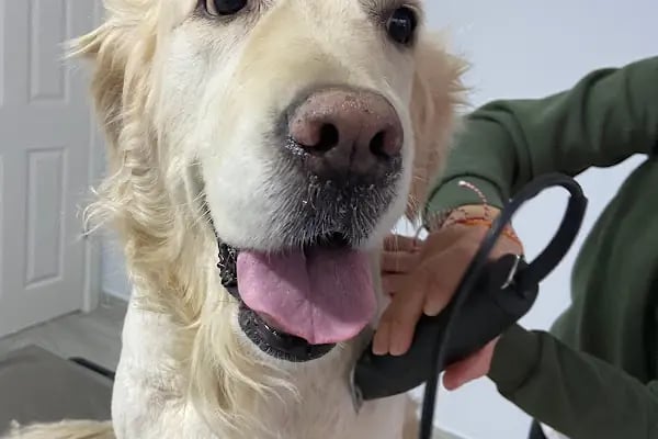 Çiğli VetS Veteriner Kliniği - Resim 6
