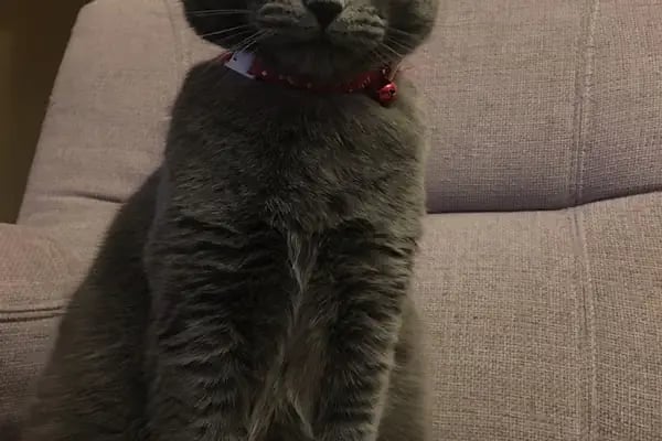 Çiğli VetS Veteriner Kliniği - Resim 15