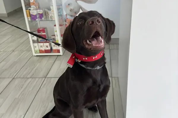 Çiğli VetS Veteriner Kliniği - Resim 9