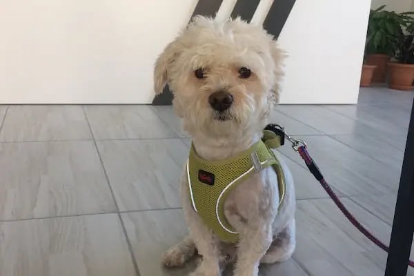 Çiğli VetS Veteriner Kliniği - Resim 5