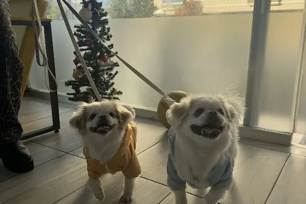Çiğli VetS Veteriner Kliniği - Resim 13