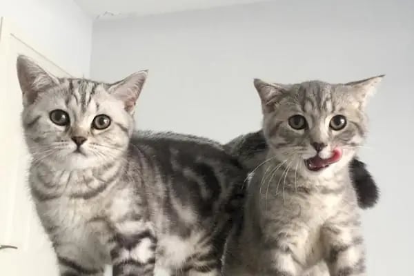 Çiğli VetS Veteriner Kliniği - Resim 4