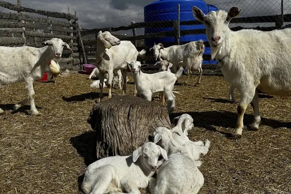 Keleş Çiftliği Keçi Sütü Ve Süt Ürünleri - Resim 3