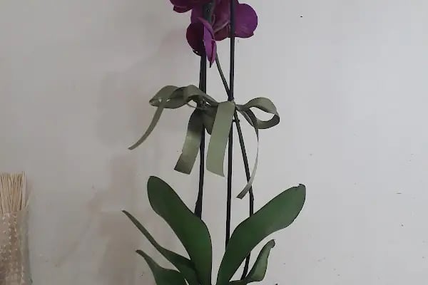 Angora Çiçekçilik - Resim 19
