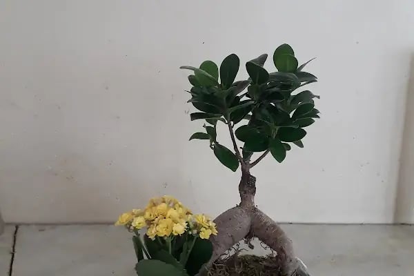 Angora Çiçekçilik - Resim 8