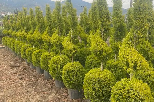 Maz Çiçekçilik Bitki Üretim Ve Peyzaj Uygulama - Resim 12