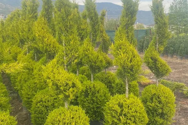 Maz Çiçekçilik Bitki Üretim Ve Peyzaj Uygulama - Resim 4