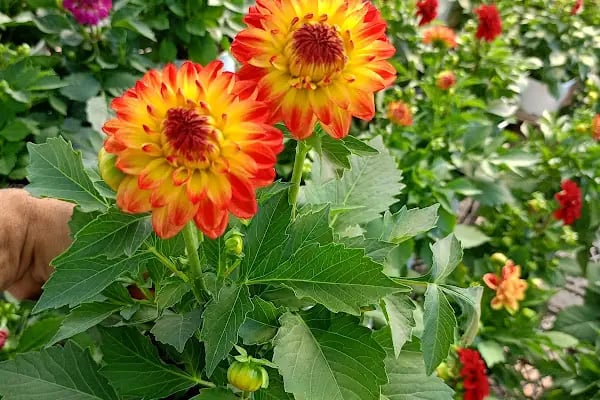Maz Çiçekçilik Bitki Üretim Ve Peyzaj Uygulama - Resim 3