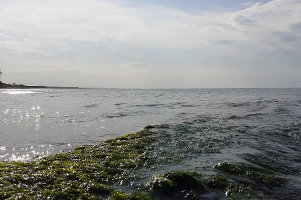 Kocaali Kadınlar Plajı - Resim 3
