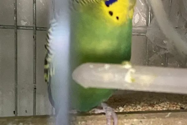 Çambaşı petshop - Resim 3
