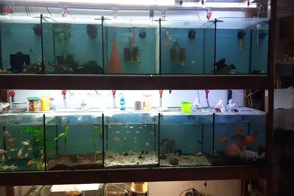 Dünya Akvaryum pet shop - Resim 13