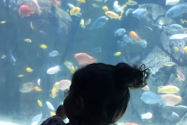 Dünya Akvaryum pet shop - Resim 4