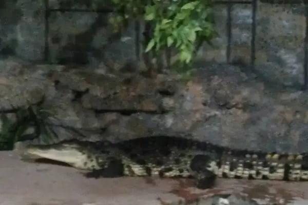 Dünya Akvaryum pet shop - Resim 16
