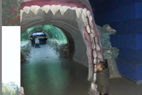 Dünya Akvaryum pet shop - Resim 17