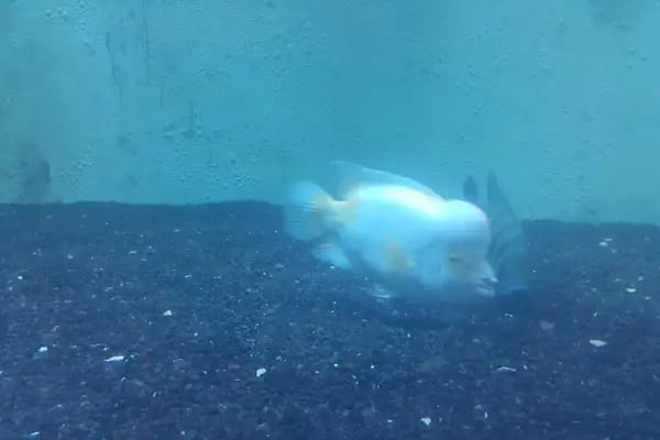 Dünya Akvaryum pet shop - Resim 3