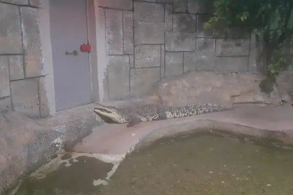 Dünya Akvaryum pet shop - Resim 5