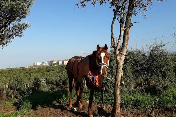 Abacı At Çiftliği - Resim 20