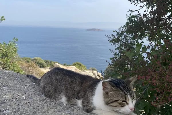 Ultimate Büyükada - Resim 11