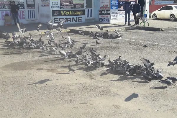 Pamukkale Turizm- Çerkezköy Otogar Şubesi - Resim 7