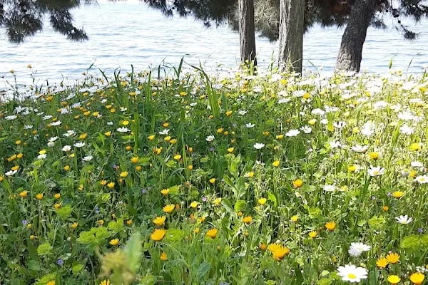 Hasanağa Kadınlar Plajı - Resim 13