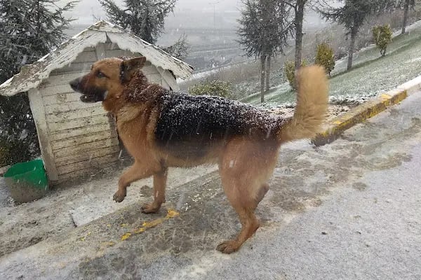 Bağcılar Hayvan Barınağı ve Müşahade Merkezi - Resim 3